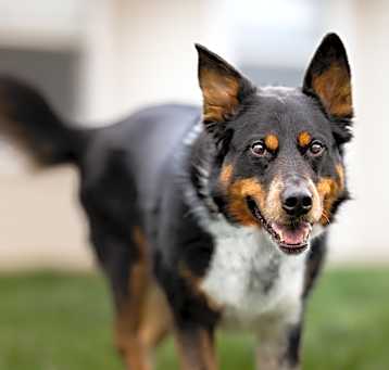 Photo of ELI **good with dogs & cats!**
