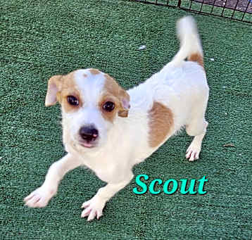 Photo of Scout