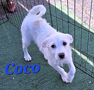 Photo of Coco