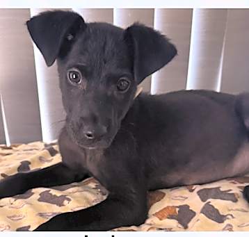 Photo of JOSH  – 4 MONTH TERRIER MIX MA