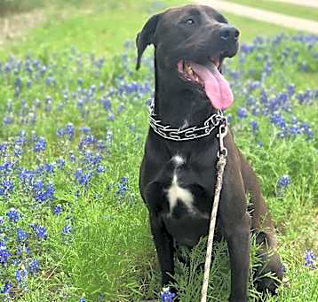Photo of Chevy