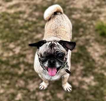 Photo of Chiquita