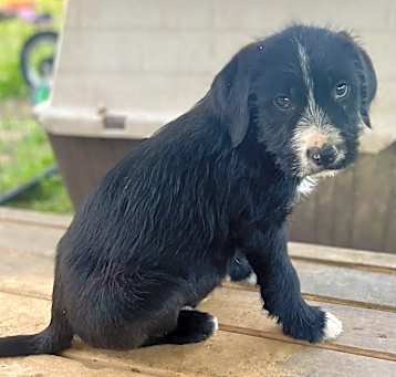 Photo of Whiskey