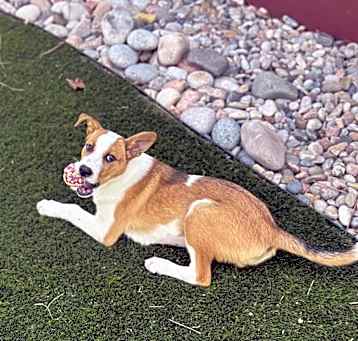Photo of Koa