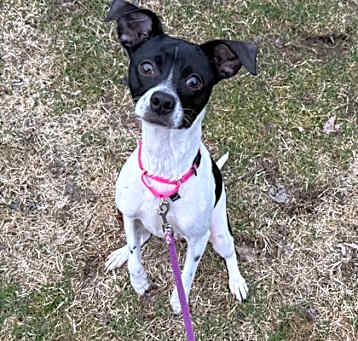 Photo of Willow