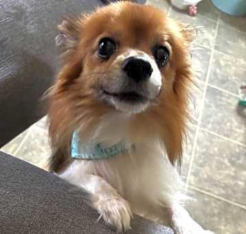Photo of Louie