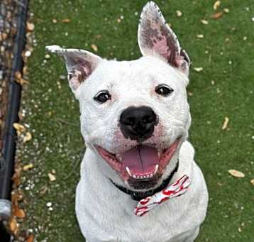 Photo of DUKE