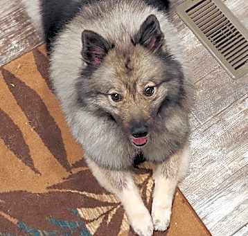 Photo of Dakota Bear