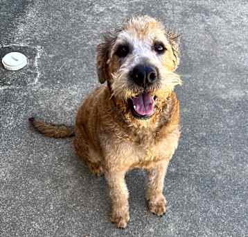 Photo of Bear