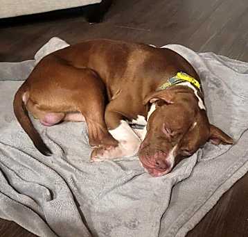 Photo of Dax