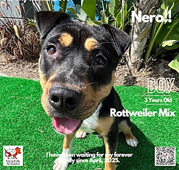 Photo of Nero