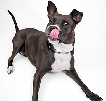Photo of Bailey