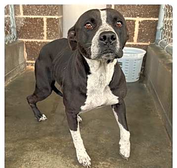 Photo of Dahlia