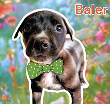 Photo of Baler