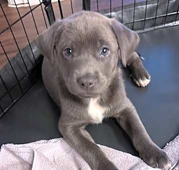 Photo of Athena Thunder Mocha Butterscotch