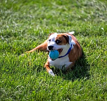 Photo of Wishbone