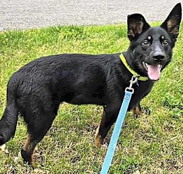 Photo of Hazel (7mo PUPPY)