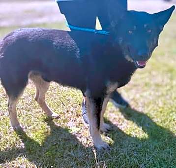 Photo of Sampson