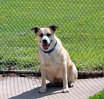 Photo of Shiloh