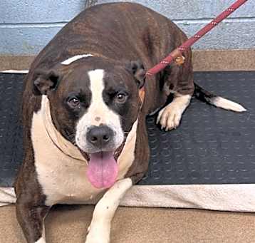 Photo of Archie Boy- IN FOSTER