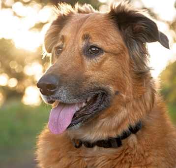 Photo of Axel