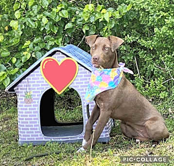 Photo of Cinnamon ~ meet me!