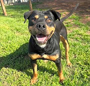 Photo of Romeo 