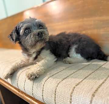 Photo of Britches