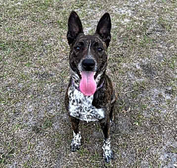 Photo of Spike