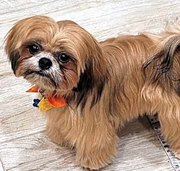 Photo of Gizmo