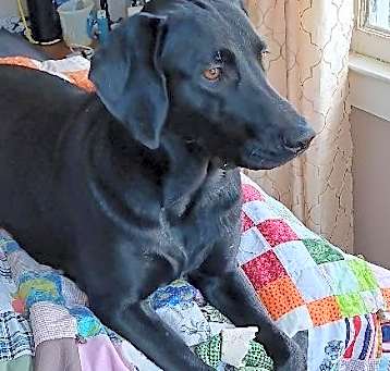 Photo of Opal
