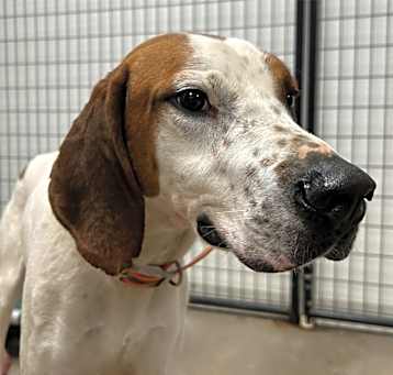Photo of Dexter