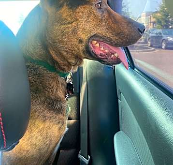 Photo of Apollo