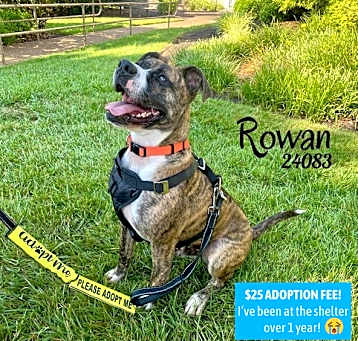 Photo of Rowan
