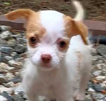 Photo of Petunia