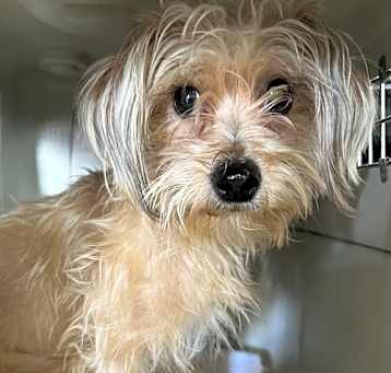 Photo of Zuzu