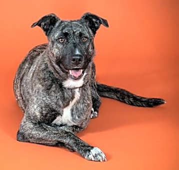 Photo of RILEY
