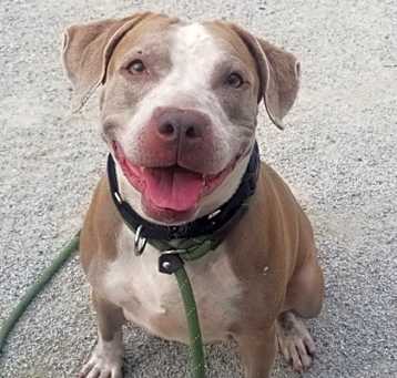 Photo of Blaze