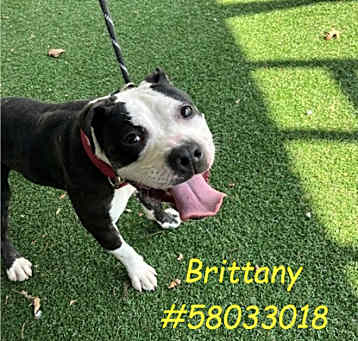 Photo of Brittany - Stray