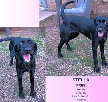 Photo of Stella