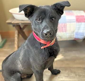 Photo of Scout