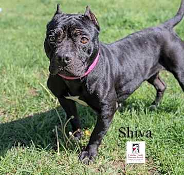 Photo of Shiva