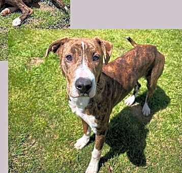 Photo of Auggie