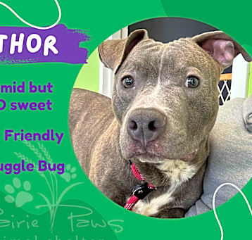 Photo of Thor