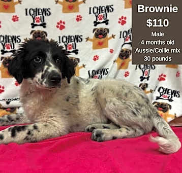 Photo of Brownie