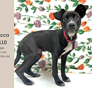 Photo of Rocco