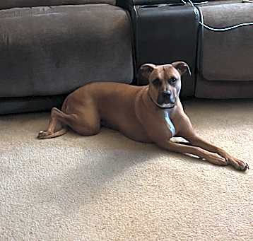 Photo of Scarlet