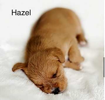 Photo of Hazel (Isabelle's pup)