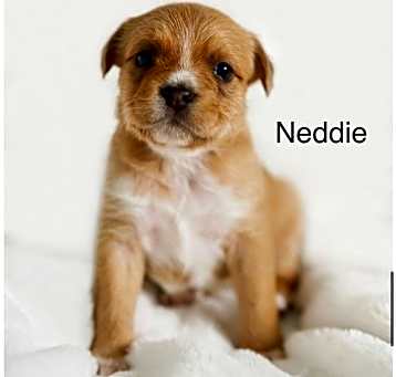 Photo of Neddie (Isabelle's pup)
