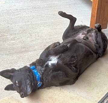 Photo of Shadow